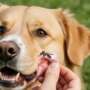 Do Mosquitoes Bite Dogs? How to Protect Pets from Bites