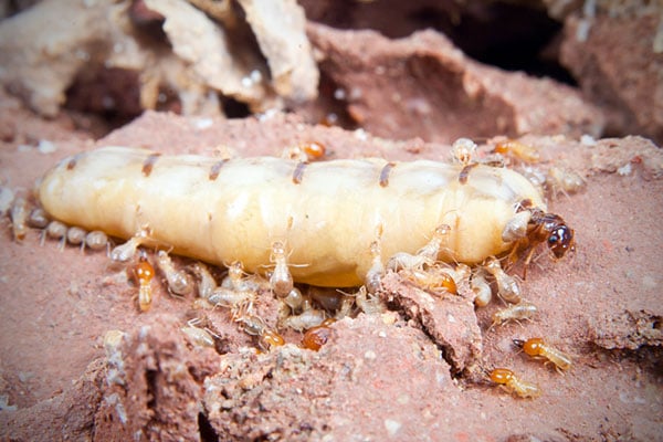 How Long Do Insects Live?
