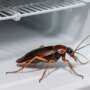 How to Get Rid of Cockroaches in Your Appliances