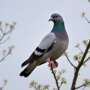 Pigeon Control: How to Get Rid of Pigeons