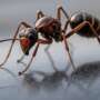 How to Get Rid of Wood Ants in Your House