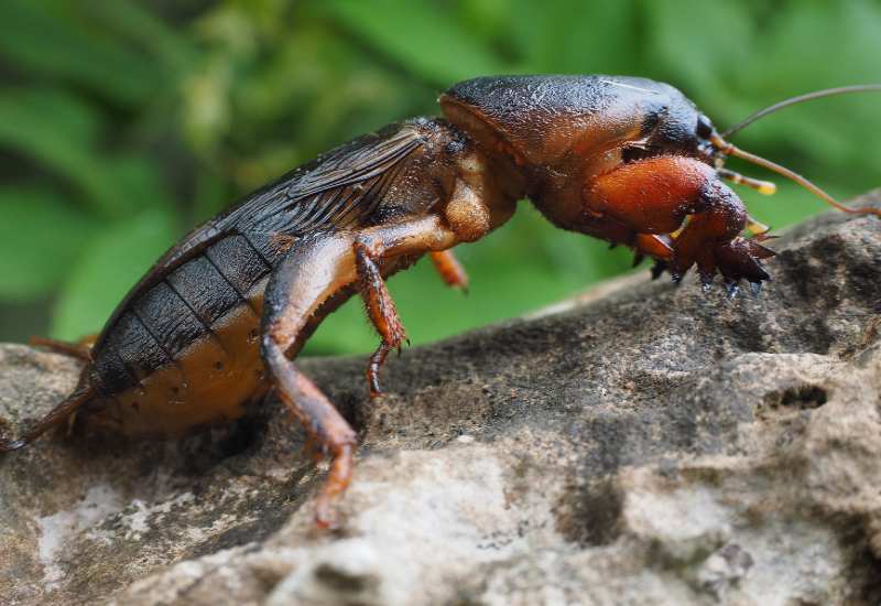 How to Identify Mole Cricket Mounds