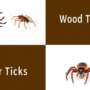 Identifying Deer Ticks vs. Wood Ticks