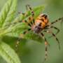 Keeping Spider Mites Away from Your Plants: An In-Depth Guide