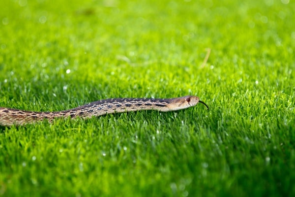 snake in yard