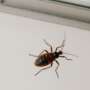 What Are Common Bugs Found in the Bathroom?