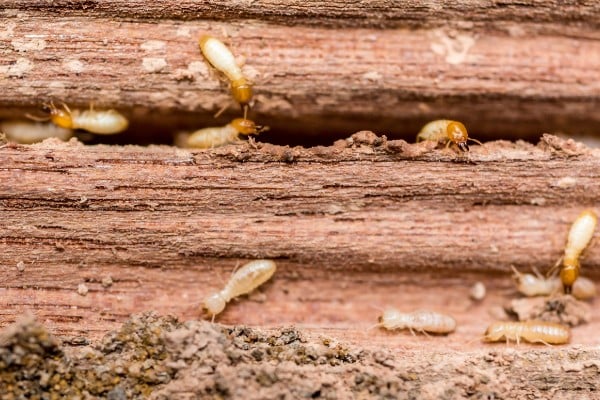 What Types of Bugs Live in Basements?