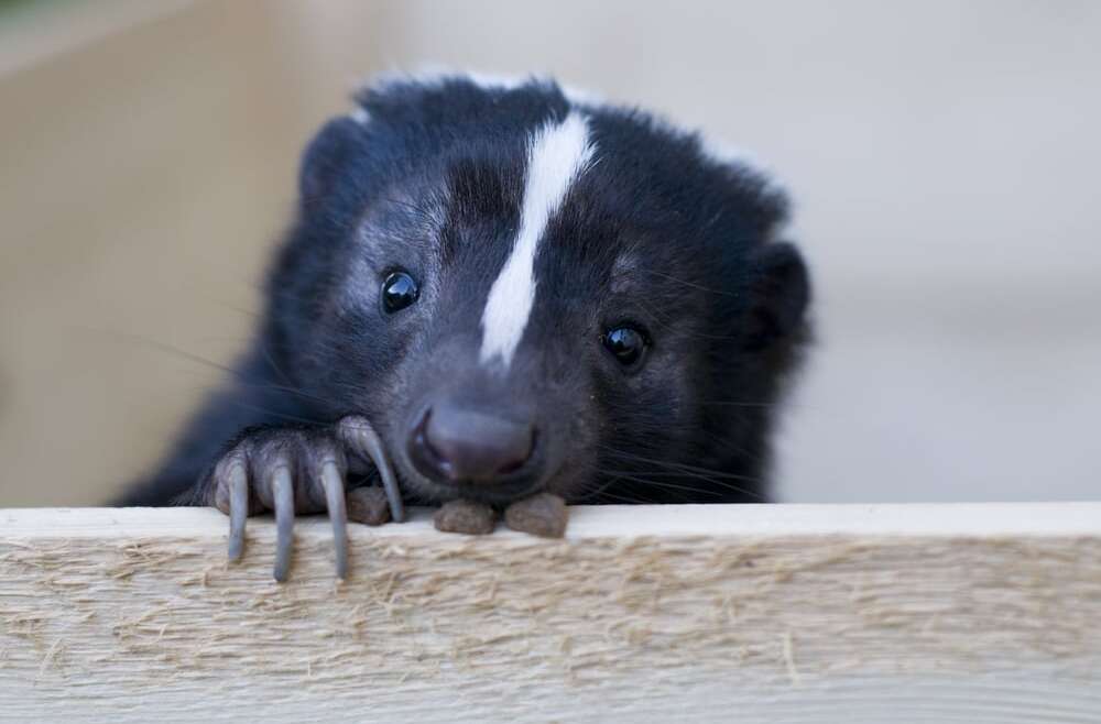What to do If You’re Sprayed by a Skunk