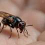 Which insects taste with their feet?