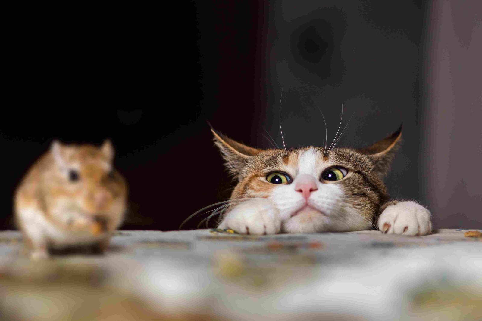 Cat peering over a table ledge at a mouse