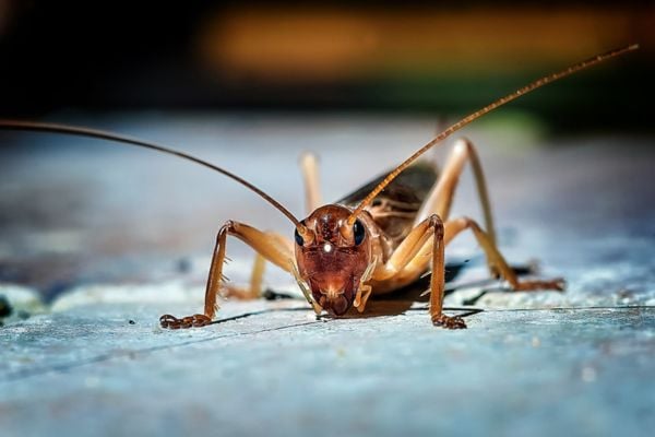 Cricket