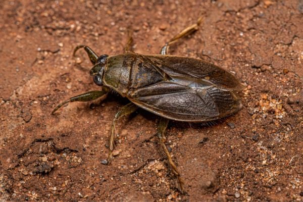 Giant water bug