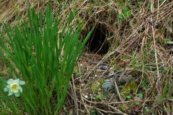 Groundhog nest