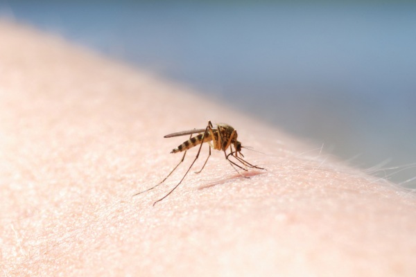 Mosquitoes