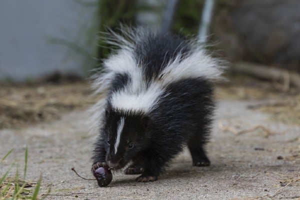 Skunk fallen fruit prevention